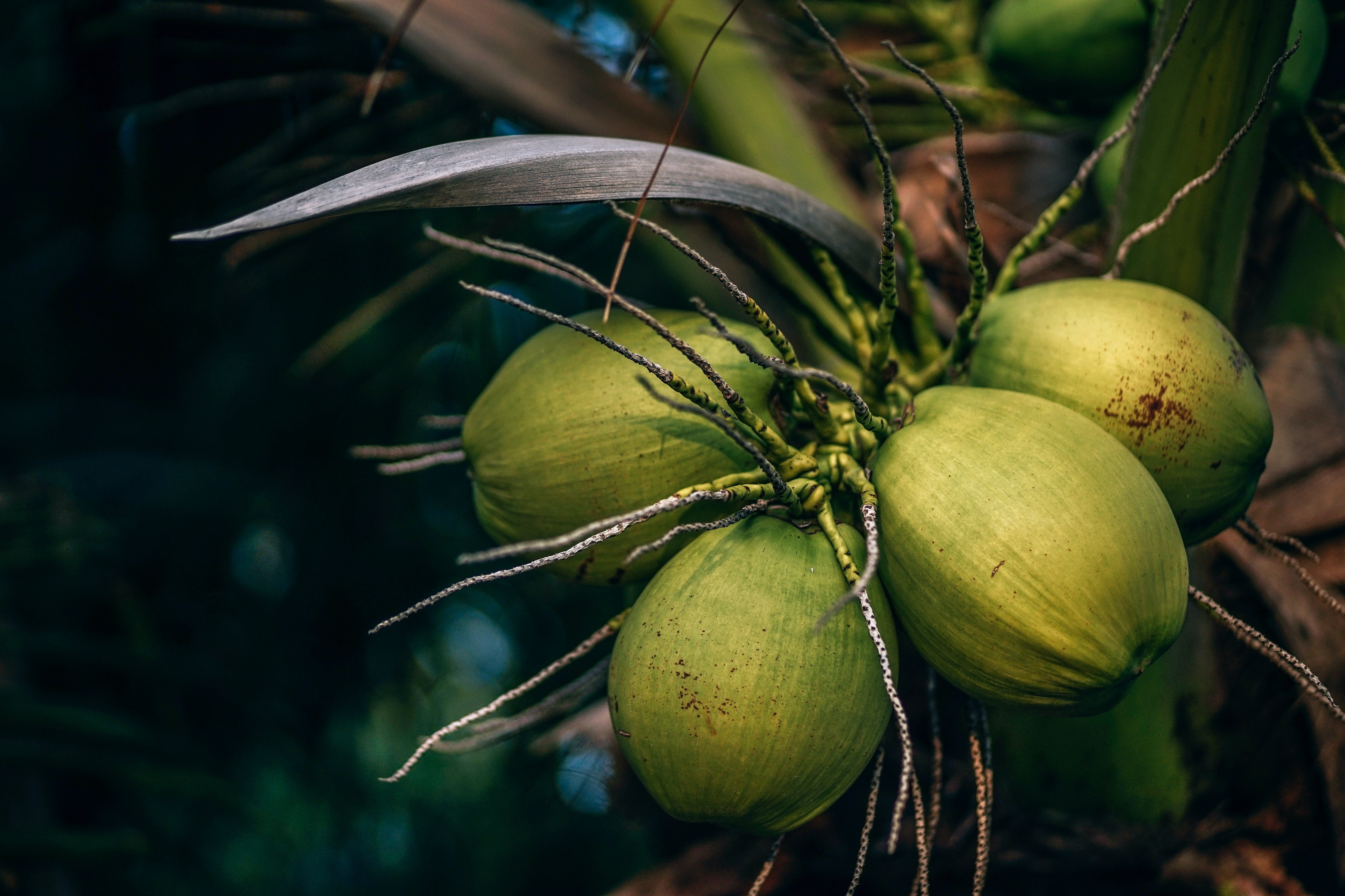 Coconut Palm