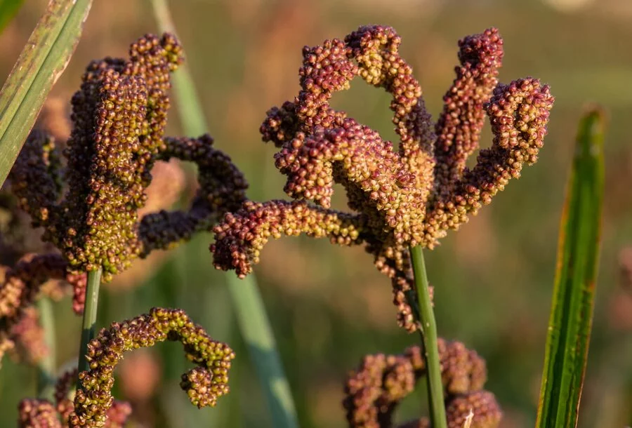 Finger Millet (Eleusine coracana)