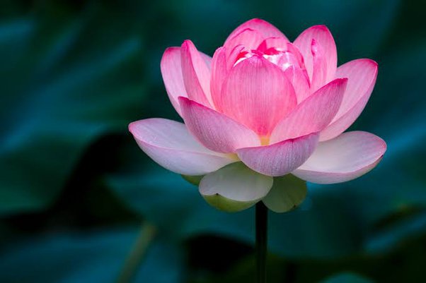 Lotus Flower
