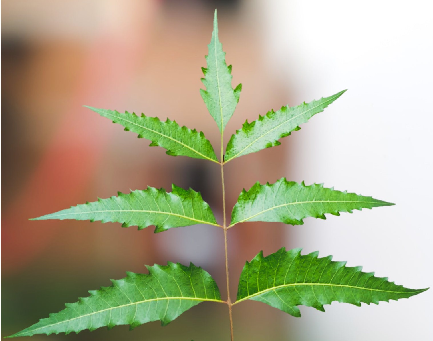 Neem Tree