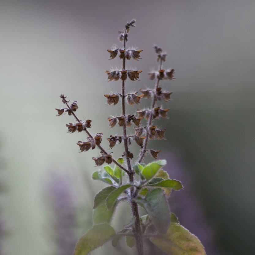 Tulsi Plant