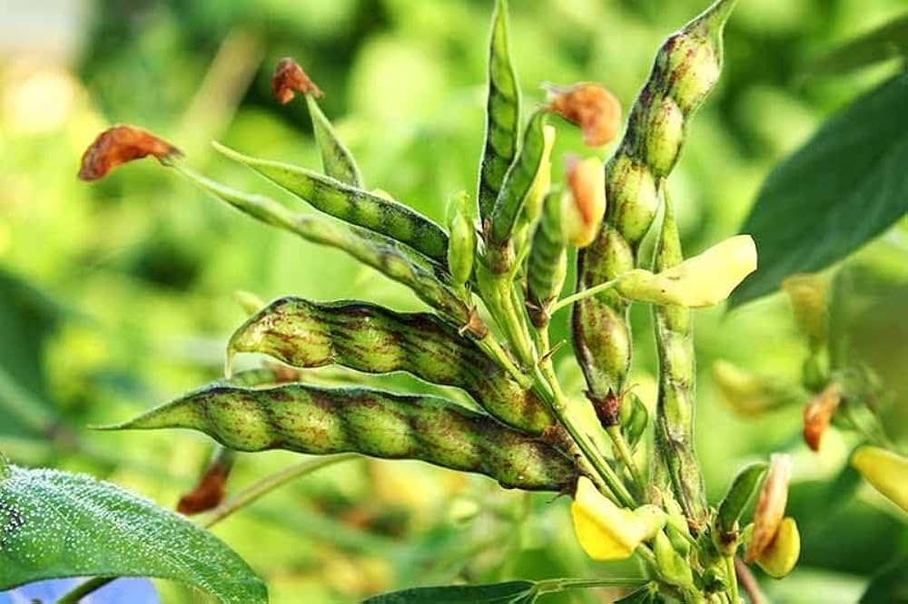 Cajanus cajan Plant