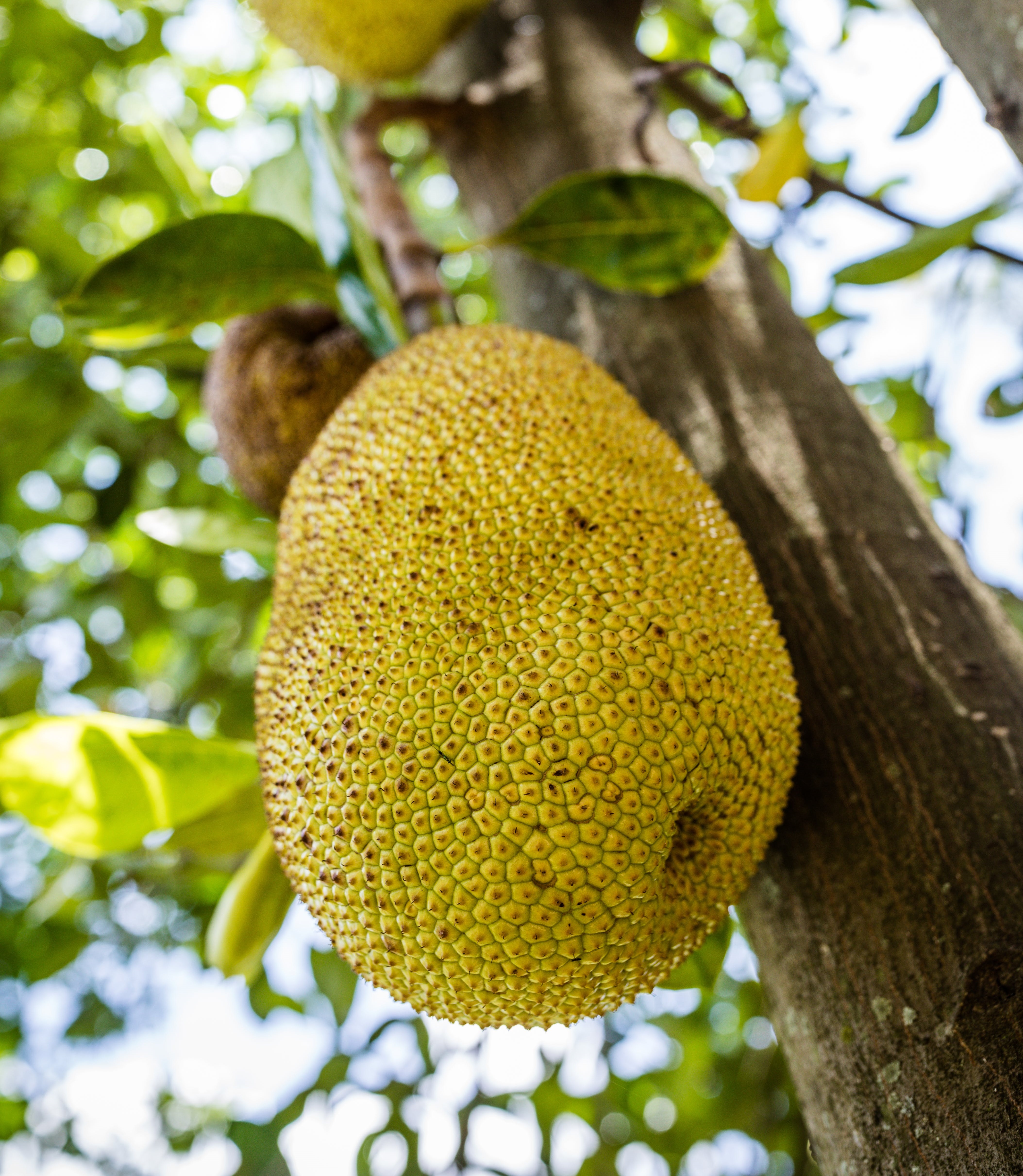 Jackfruit Tree